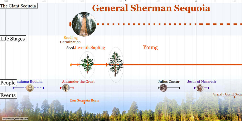 Giant Sequoia Timeline