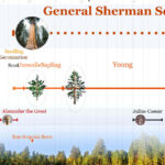1Detail_General_Sherman_Sequoia