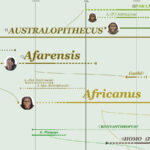 Hominid Evolution, Australopithecus family
