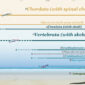 Timeline of Evolution