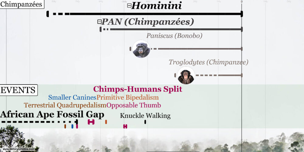 Evolution of Chimps