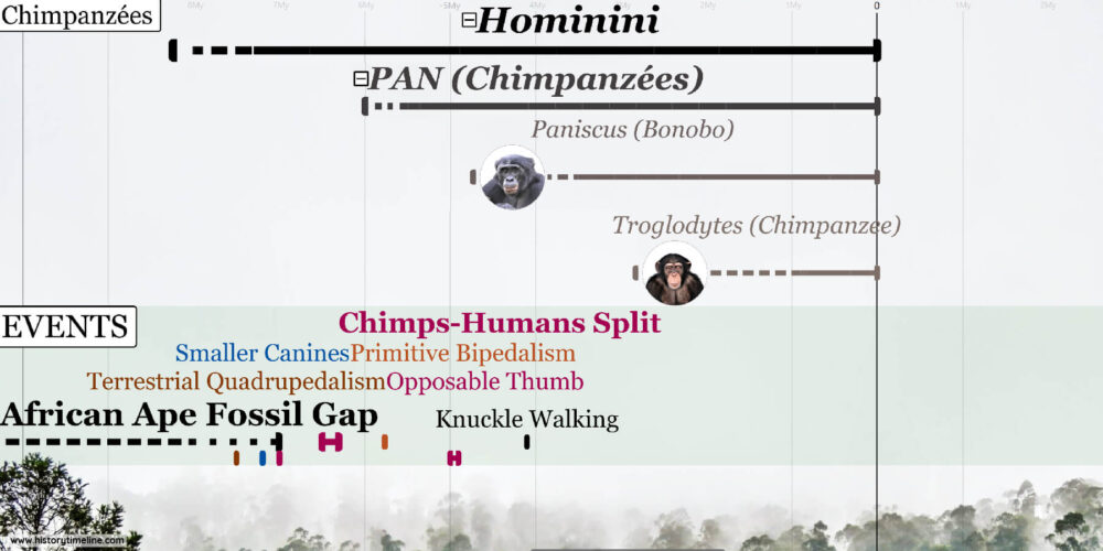 Timeline of Evolution