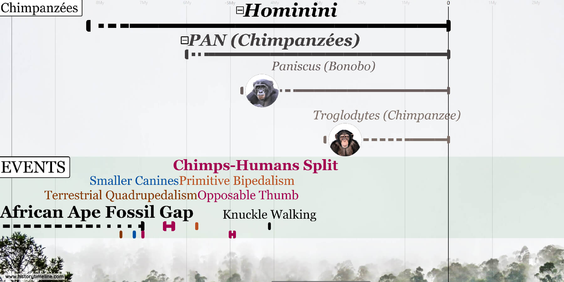 1Detail_Primate_Evolution Evolution of Chimps