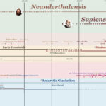 Human Evolution Timeline