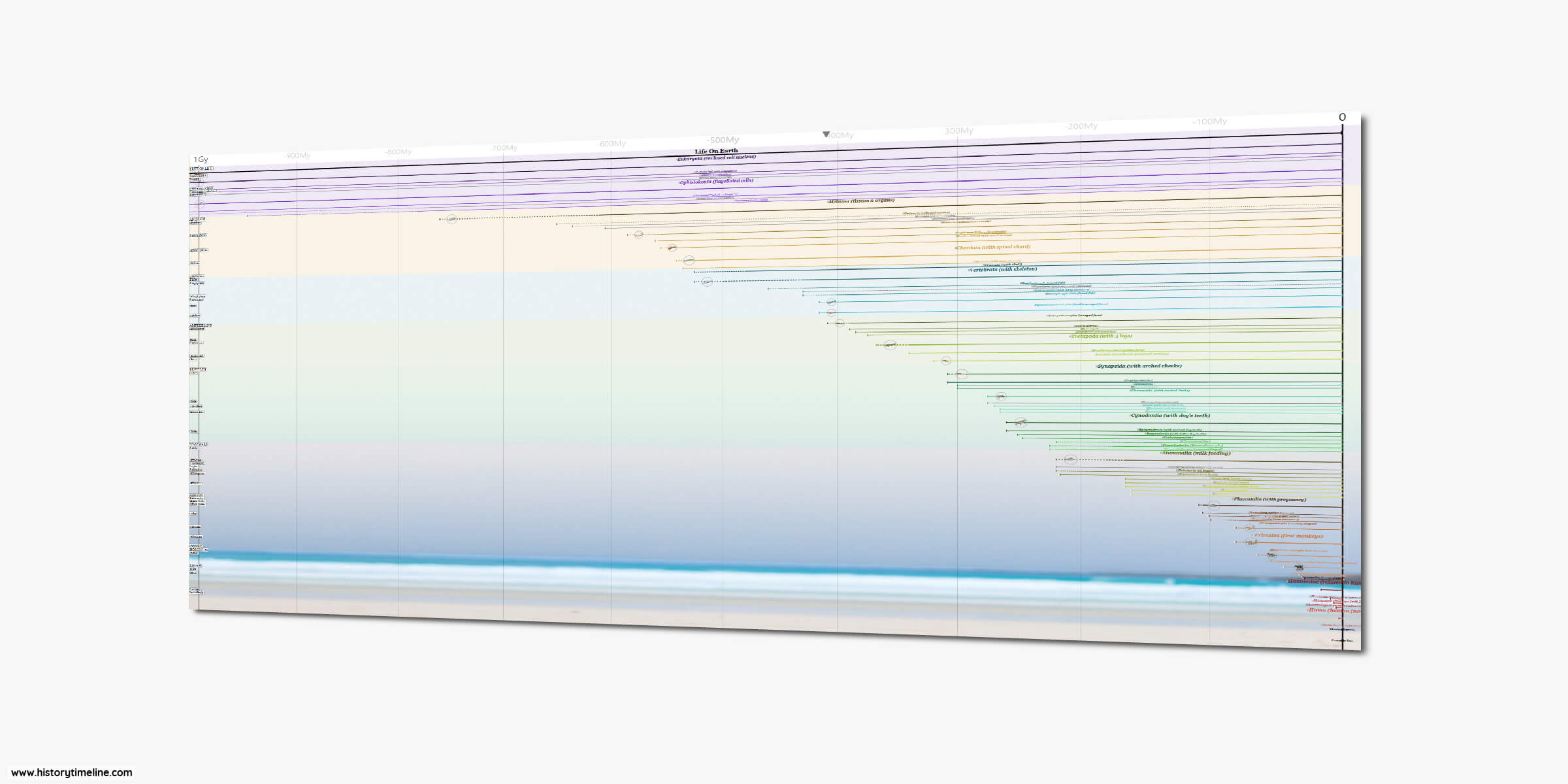 Evolution of Life on Earth Chart