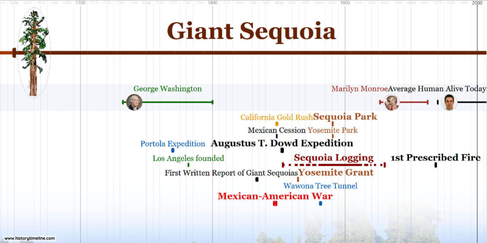 Giant Sequoia Timeline