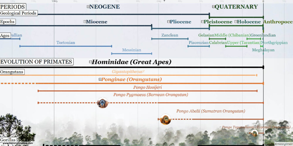 Timeline of Evolution